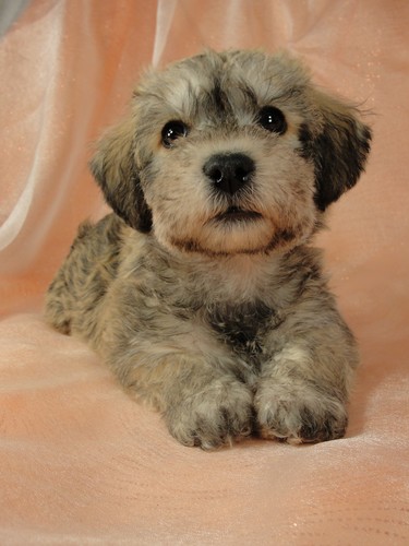 Female schnoodle puppy for sale #17 Born November 9th, 2011